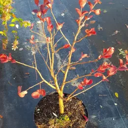 Lilas des indes 'Dynamite' (Lagerstroemia indica) — jeune arbuste aux feuilles rouges en pot · Pot 3L Touffe