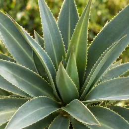Plante de terrain sec (Furcraea quicheensis) — rosette de longues feuilles épaisses et épineuses · Photo d'illustration