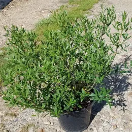 Filaire à feuilles étroites (Phillyrea angustifolia) — arbuste dense au feuillage vert en pot noir · Pot 8L
