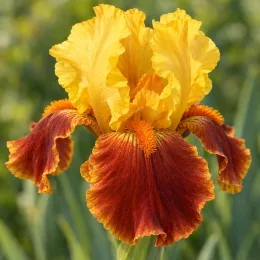 Iris d'allemagne 'Jaune et rouge cuivre' (Iris germanica) — gros plan de fleur bicolore jaune et cuivrée · Photo d'illustration