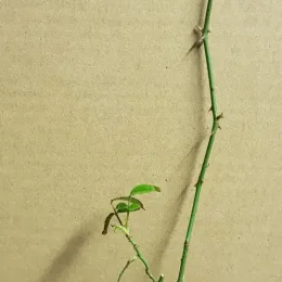 Rosier toujours vert (Rosa sempervirens) — longue tige verte épineuse avec quelques feuilles · Godet