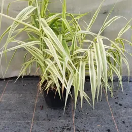 Canne de provence naine 'Variegata compact elly' (Arundo donax) — touffe de longues feuilles panachées en pot noir · Pot 3L