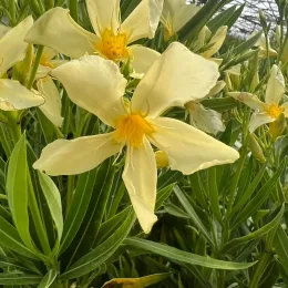 Laurier rose 'Marie Gambetta' (Nerium oleander) — grandes fleurs jaune pâle et feuillage lancéolé
