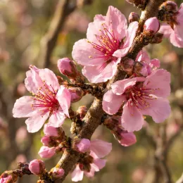 Pêcher 'Conserve' (Prunus persica) — fleurs rose pâle ouvertes sur rameau · Photo d'illustration