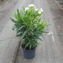 Laurier rose 'soeur Agnés' (Nerium olander) — arbuste vert en pot sur allée bétonnée · Pot 7.5L
