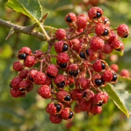 Poivrier du sichuan (Zanthoxylum piperitum) — grappes de petits fruits rouges ouverts · Photo d'illustration