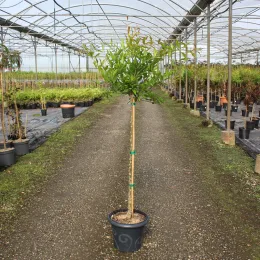 Grenadier à fleurs 'California sunset' (Punica granatum) — jeune arbre sur tige en pot noir · Pot 7.5L 1/2 tige