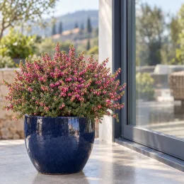 Bruyère 'Kramer s rote rouge' (Erica darleyensis) — plante fleurie en pot bleu sur terrasse · Photo d'illustration
