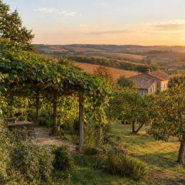 Kiwi 'Jenny' (Actinidia deliciosa) — pergola couverte de végétation dans paysage campagnard · Photo d'illustration