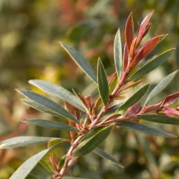 Rince-bouteilles 'Bright pink' (Callistemon) — ramification avec jeunes feuilles rougeâtres et vertes