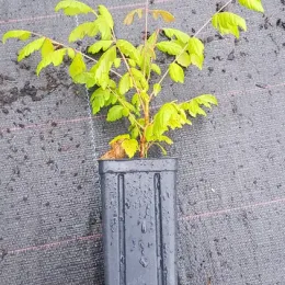 Savonnier de Chine (Koelreuteria paniculata) — jeune plant feuillu en pot plastique noir · Godet