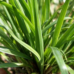 Ciboule chinoise (Allium tuberosum) — touffes de longues feuilles rubanées vertes
