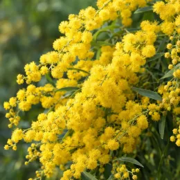 Mimosa (Acacia semperflorens) — grappes de petites fleurs jaunes duveteuses