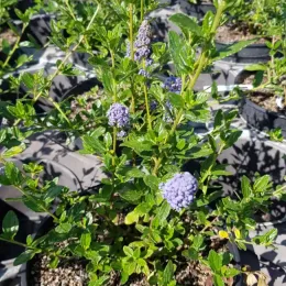 Céanothe Skylark (Ceanothus thyrsiflorus) — arbuste en pot avec grappes de fleurs mauves · Pot 3L Touffe