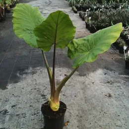 Oreille d'elephant géante 'Borneo giant pink stem' (Alocasia macrorrhiza) — grand plant à larges feuilles vertes en pot · Pot 8L