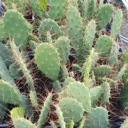 Oponce elatior (Opuntia elatior) — cactus à cladodes épineuses en pots de pépinière · Godet