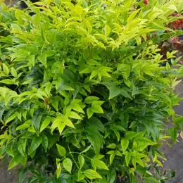 Bambou sacré 'Lemon and lime' (Nandina domestica) — touffe dense de feuillage vert vif luisant · Pot 8L Touffe