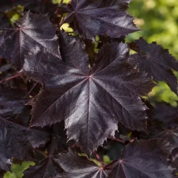 Érable plane 'Crimson king' (Acer platanoides) — gros plan sur feuillage aux grandes feuilles sombres