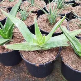 Aloès maculé 'Robusta' (Aloe maculata) — plusieurs jeunes plants succulents en pots noirs · Pot 2.5L
