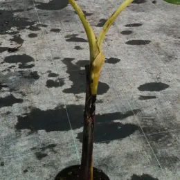 Bananier à fruits comestibles 'Dajiao' (Musa sikkimensis) — jeune plant dressé avec deux grandes feuilles · Pot 2.5L