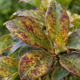 Pseudowintera (Pseudowintera colorata) — feuilles tachetées rouges et vertes, gros plan · Photo d'illustration