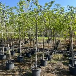 Gainier du canada 'Vanilla twist' (Cercis canadensis) — alignement de jeunes arbres en conteneurs noirs · Pot 30L Baliveau