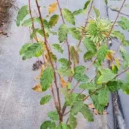 Chalef d'automne (Eleagnus umbellata) — jeune arbuste dressé avec feuillage vert en pot · Pot 3L