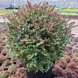 Chèvrefeuille d'hiver (Lonicera fragrantissima) — arbuste compact en pot noir, feuillage vert et rougeâtre · Pot 10L