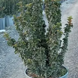 Fusain du japon 'Benkomasaki' (Euonymus japonicus) — arbuste dense dressé dans un pot plastique · Pot 10L