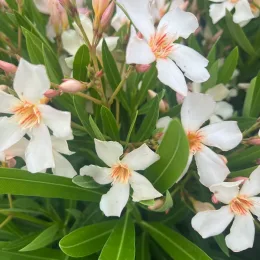Laurier rose 'Angiolo pucci' (Nerium oleander) — grappes de fleurs blanches et feuillage allongé