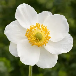 Anémone du japon 'Honorine jobert' (Anemone japonica) — fleur blanche simple à cœur jaune, gros plan · Photo d'illustration