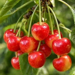 Cerisier 'Xapata' (Prunus avium) — grappes de cerises bicolores sur l’arbre · Photo d'illustration