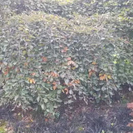 Hêtre commun 'Purpurea' (Fagus sylvatica) — grand arbuste dense aux feuilles ondulées sombres