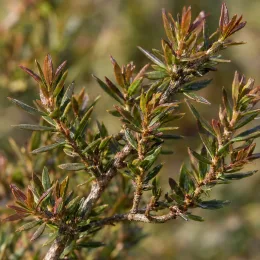 L’arbre à thé 'Rose' (Leptospermum scoparium) — ramification de rameaux dressés au feuillage dense · Photo d'illustration