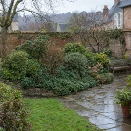 Fusain de fortune 'Radicans' (Euonymus fortunei) — massif arbustif dense le long d'un muret