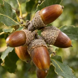 Chêne à glands doux 'Ballota' (Quercus ilex subsp. rotundifolia) — gros plan de plusieurs glands mûrs sur branche · Photo d'illustration