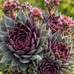Joubarbe 'Bigsam® purple quartz' (Sempervivum) — rosettes charnues pourpres avec hampes florales émergentes