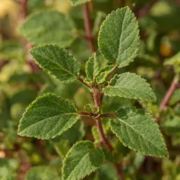 Sauge 'Trenance' (Salvia grahamii) — gros plan sur jeunes feuilles vertes dentelées · Photo d'illustration