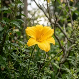 Hémérocalle 'Golden price jaune' (Hemerocallis) — grande fleur jaune solitaire parmi feuillage vert