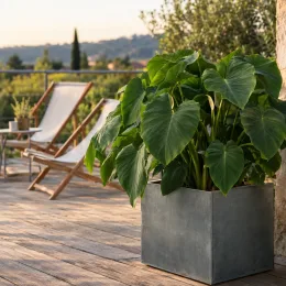 Colocasia oreille d’éléphant compacte 'Coco' (Colocasia esculenta) — grand feuillage luxuriant dans bac sur terrasse en bois · Photo d'illustration