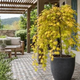 Érable du japon 'Cascade gold' (Acer palmatum) — arbuste au feuillage jaune retombant sur terrasse carrelée