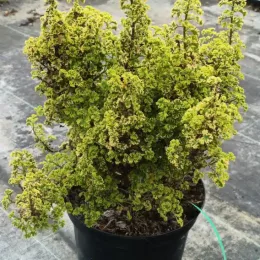 Géranium au parfum de citron 'Cy's sunburst' (Pelargonium crispum) — touffe dense de feuillage frisé vert en pot noir · Pot 3L