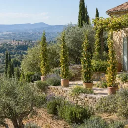 Poirier colonnaire 'Obelisk' (Pyrus communis) — arbres élancés en pot sur terrasse en pierre · Photo d'illustration