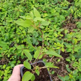 Kiwaï 'Issaï' (Actinidia arguta) — jeune plant feuillu tenu en main · Godet