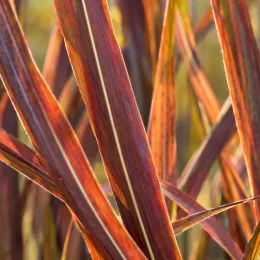 Roseau de chine 'Purpurascens' (Miscanthus sinensis) — longues feuilles rubanées rouges avec nervure claire