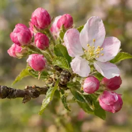 Pommier 'Apez sagarra' (Malus domestica) — branche avec boutons floraux roses et fleur ouverte · Photo d'illustration
