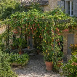 Plante grimpante (Passiflora antioquiensis) — plante grimpante fleurie couvrant une pergola de terrasse · Photo d'illustration