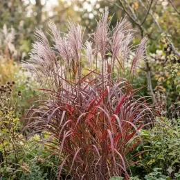 Miscanthus 'Neil lucas' (Miscanthus sinensis) — touffe de graminée aux épis plumeux colorés