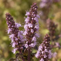 Menthe chocolat 'Chocolate' (Mentha × piperita) — épis de petites fleurs mauves en gros plan · Photo d'illustration