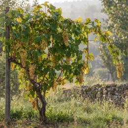 Cépage blanc 'Romorantin' (Vitis vinifera) — pied de vigne chargé de grappes claires · Photo d'illustration